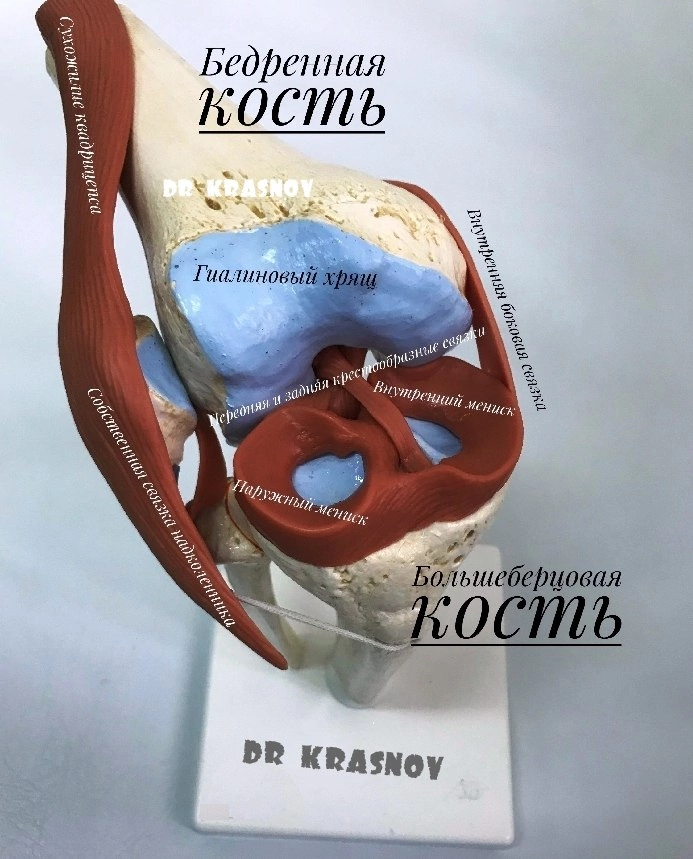 Как устроен коленный сустав