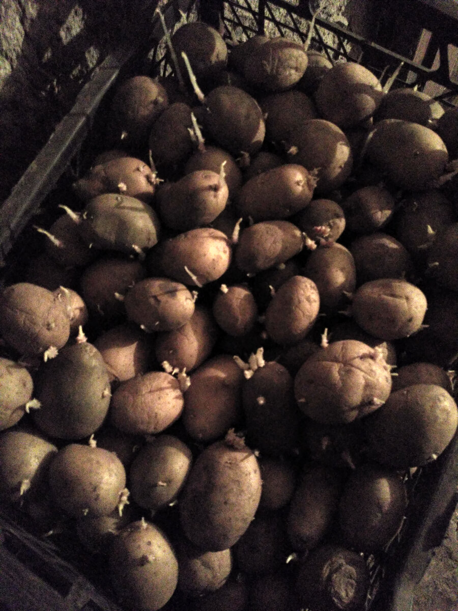 картошечка в подвале