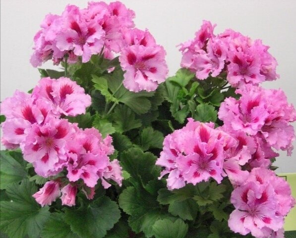 Королевская пеларгония. 