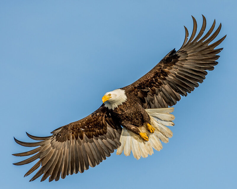 Белоголовый орлан (Haliaeetus leucocephalus) на АляскеAndy Morffew / Flickr / CC BY 2.0