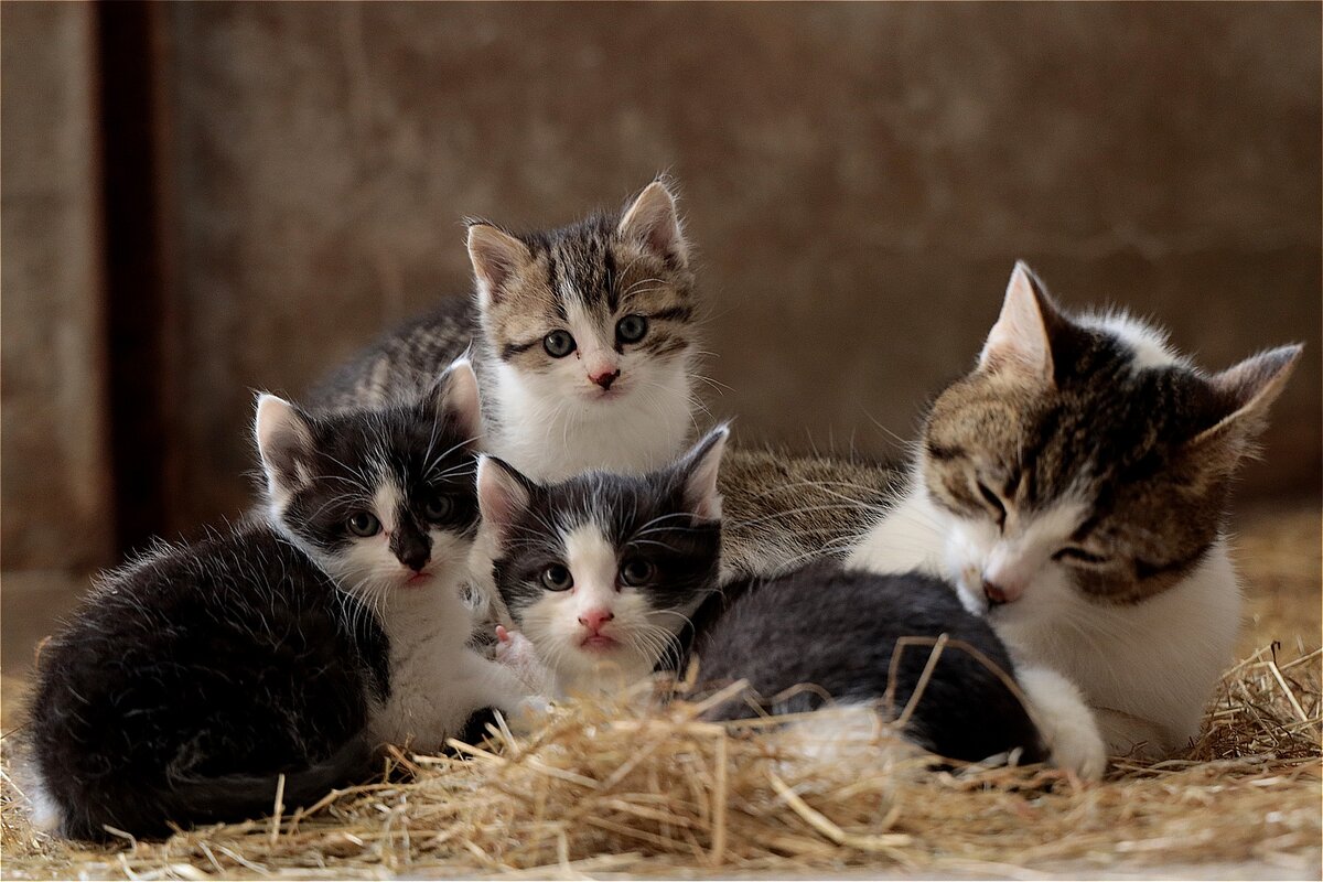 Сколько котят может родить кошка за раз? | ZOO CHANNEL | Дзен