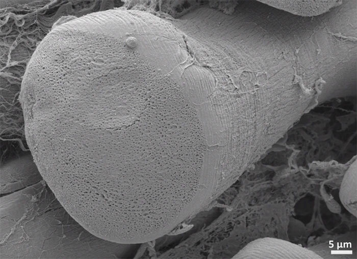 
Компьютерная томография показывает, что грибовидные столбики крошечных пор в сломанном хвосте ящерицы установили «половинчатые соединения» с остальной частью тела.