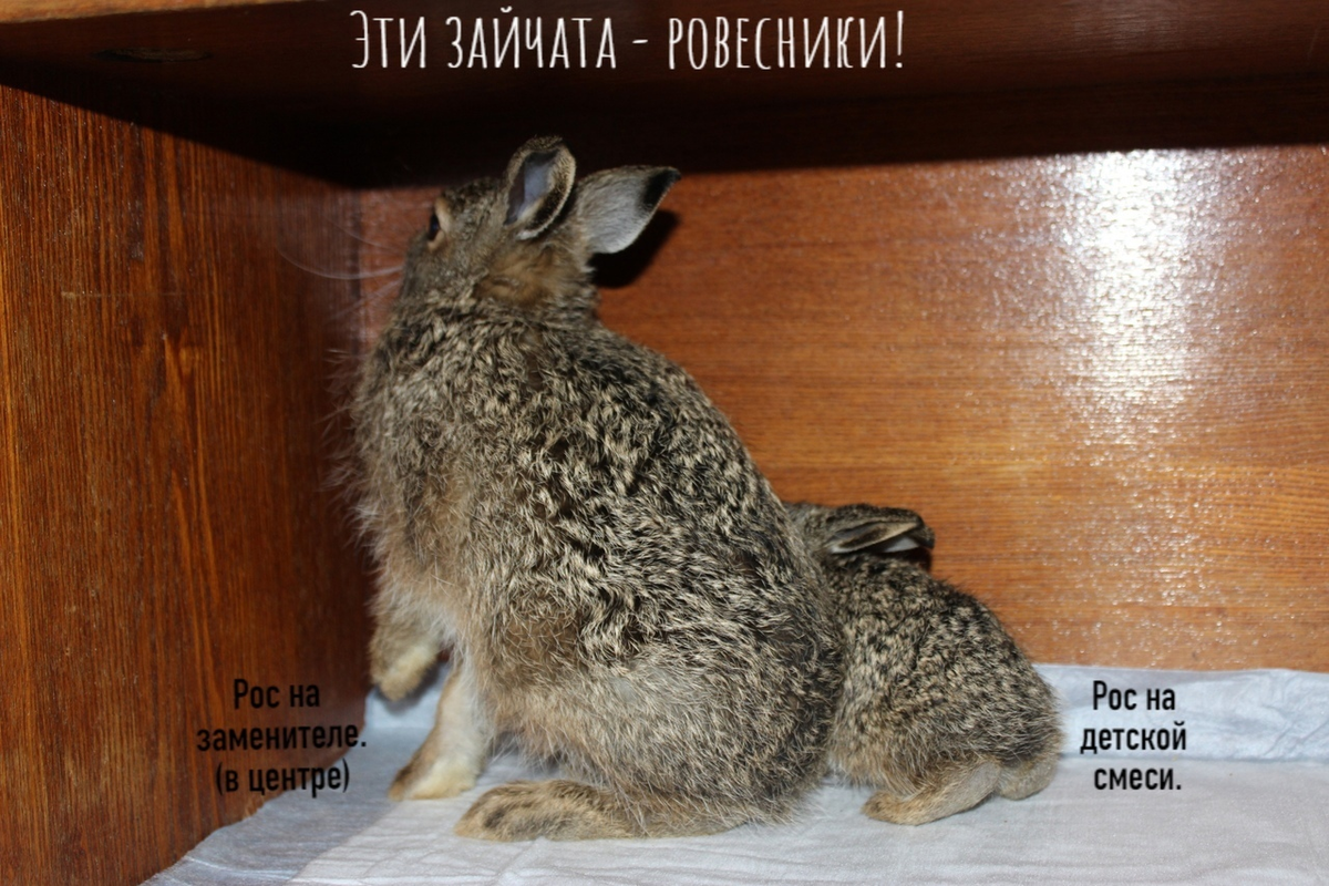 блоггер заяц