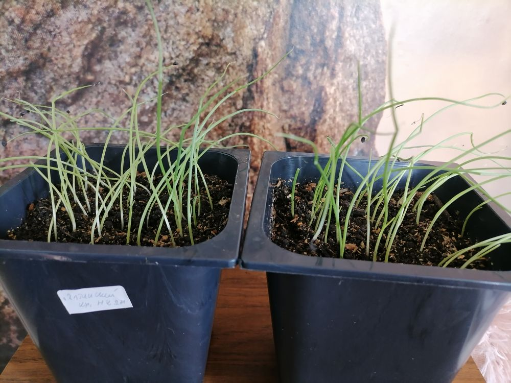 Рассада лука после прореживания, фото автора