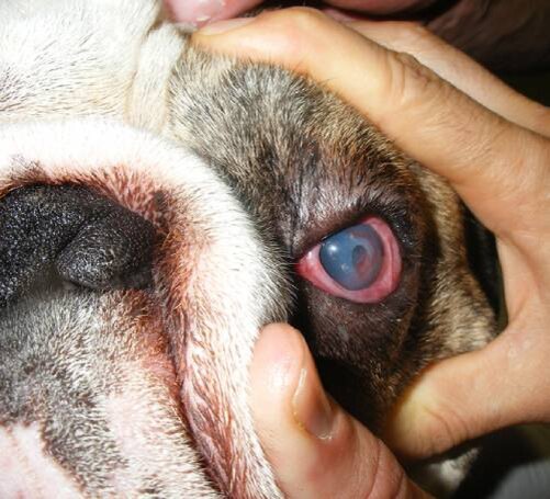 Наследственные факторы