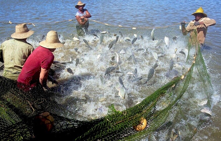 Ловля рыбы сетями.