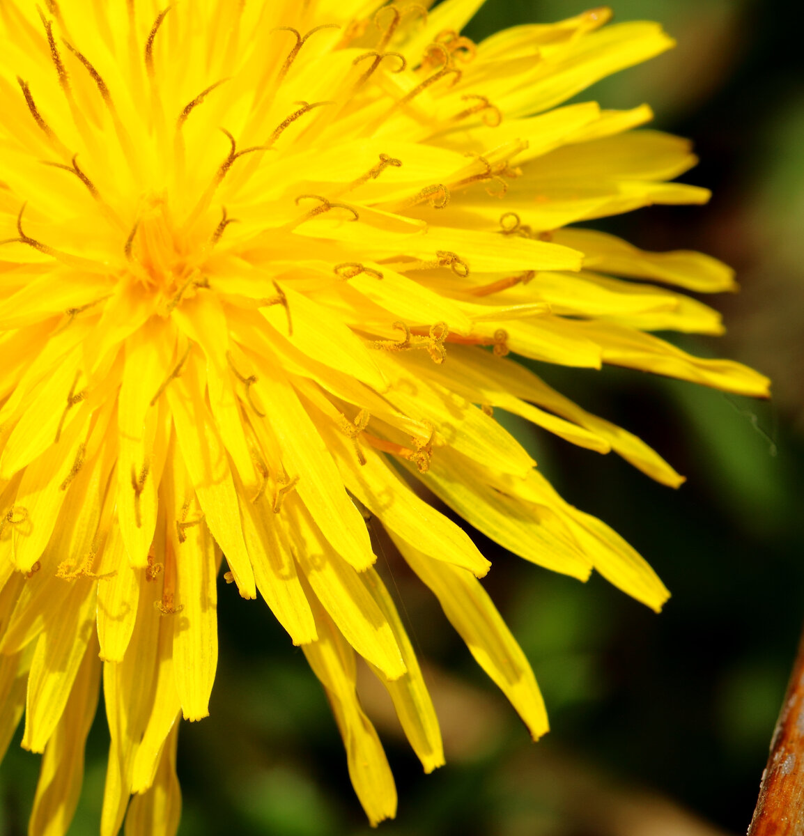 Одуванчик лекарственный (Taraxacum officinale) | Натурология | Дзен