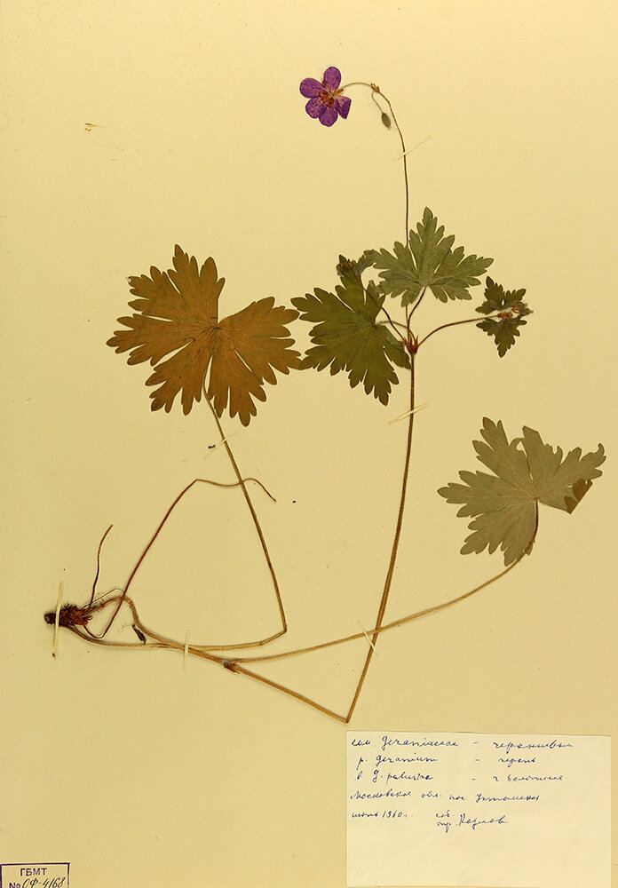 Герань болотная. Geranium palustre L.