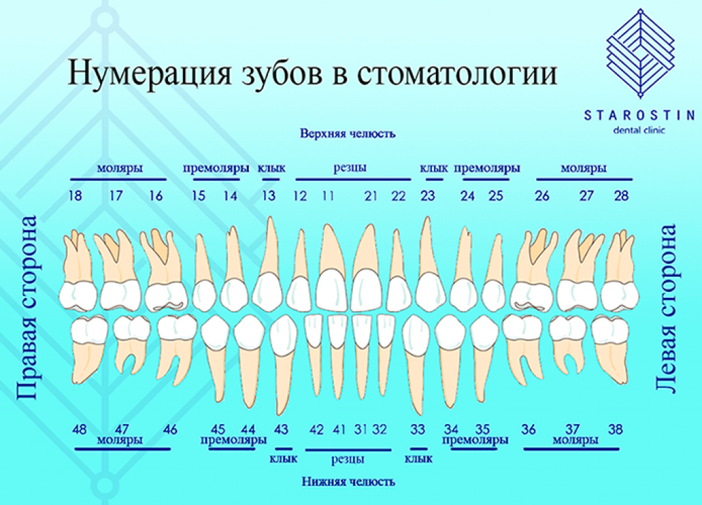 Укажите признаки зубов. Зубы анатомия резцы клыки. Челюсть человека строение зубов нумерация. 6 Нижний зуб строение.