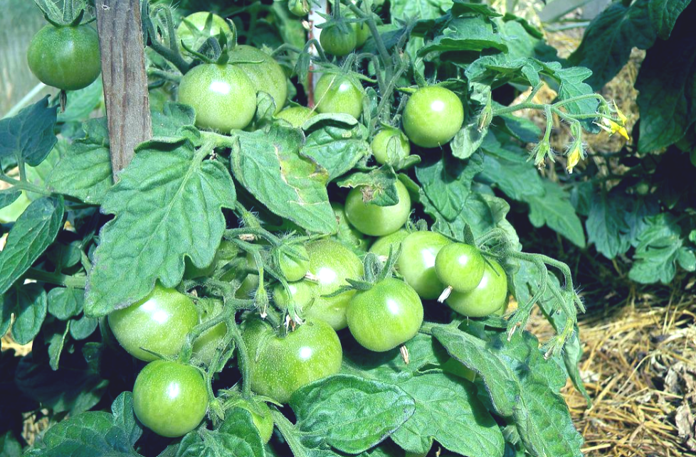 Зеленые помидоры