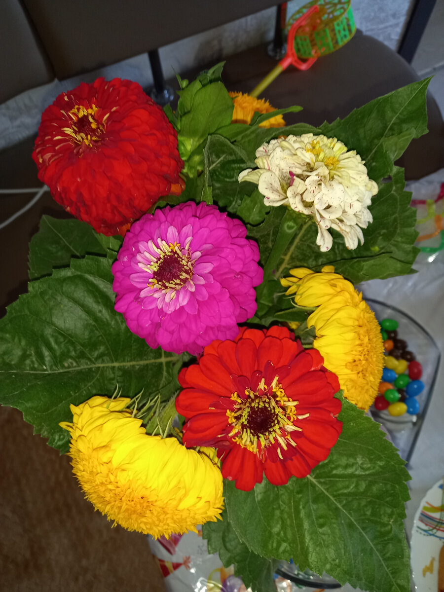 Декоративный подсолнух и циния "Супер Йога"