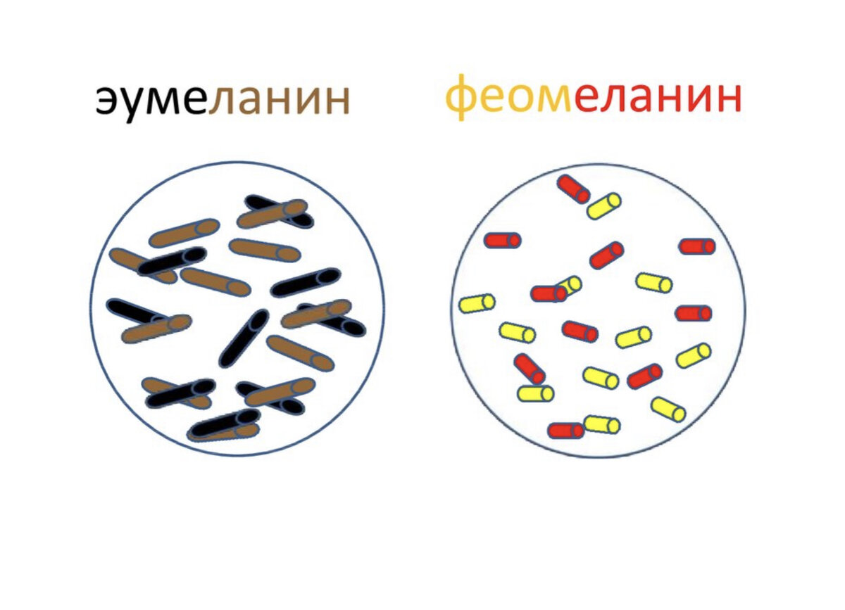 Натуральные пигменты волоса