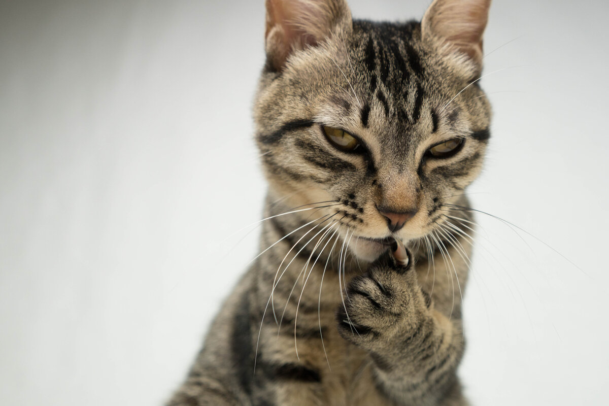 Учеными доказано, что владельцы кошек на 30% меньше страдают от сердечно-сосудистых заболеваний