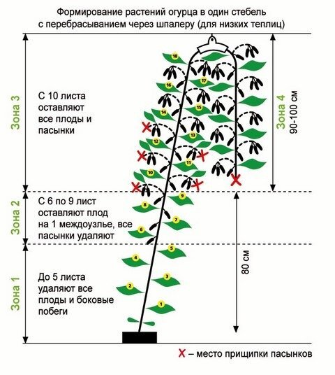 Огурцы в теплице из поликарбоната — посадка, уход, формирование куста