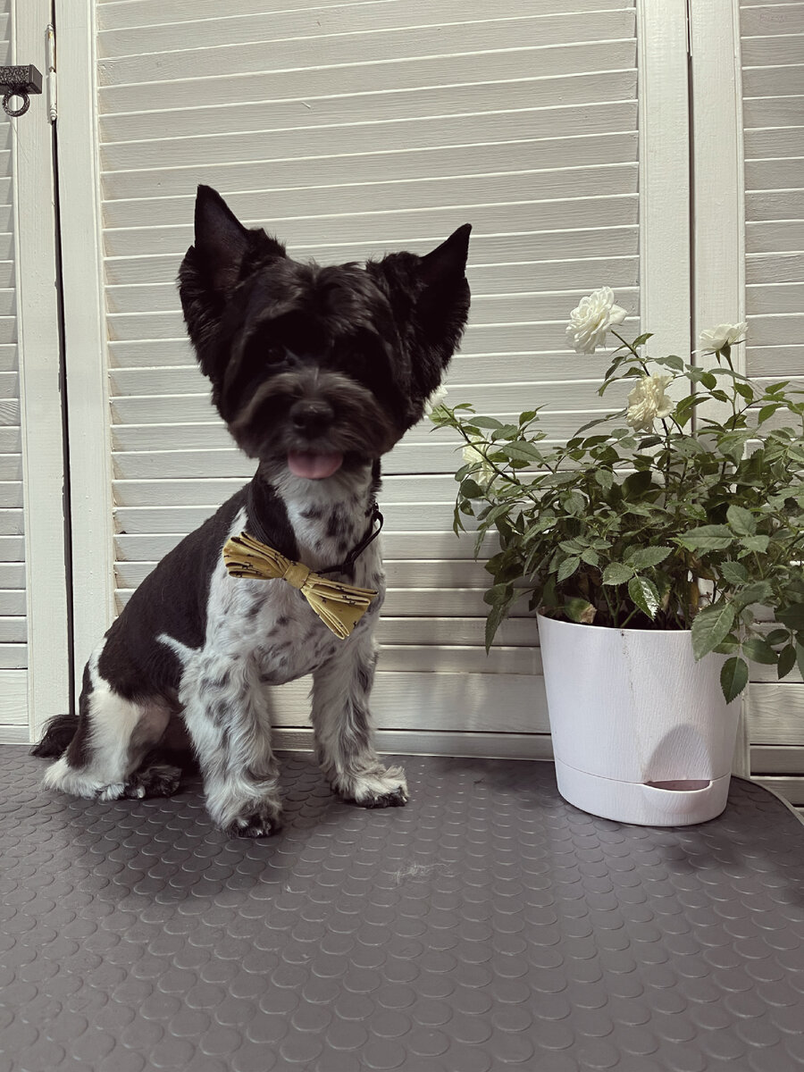 Один день из жизни грумера или 5 счастливых и красивых собак | Начинаем ...