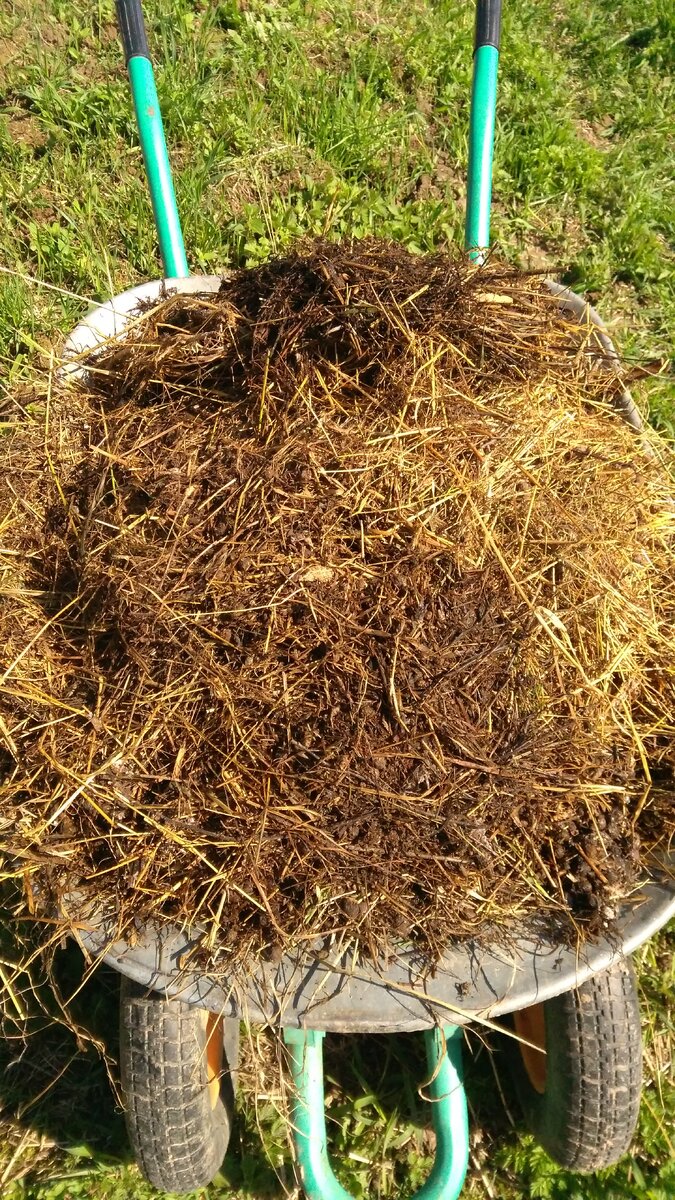 Удобрения у нас натуральные. Спасибо кроликам. 