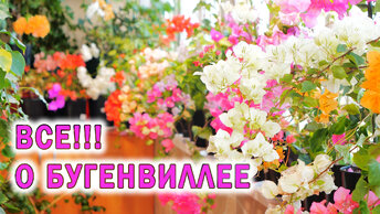 Этот цветок будет самым модным в России.