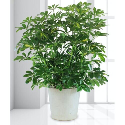 Шеффлера Петит. Фото: balconygardenweb.com