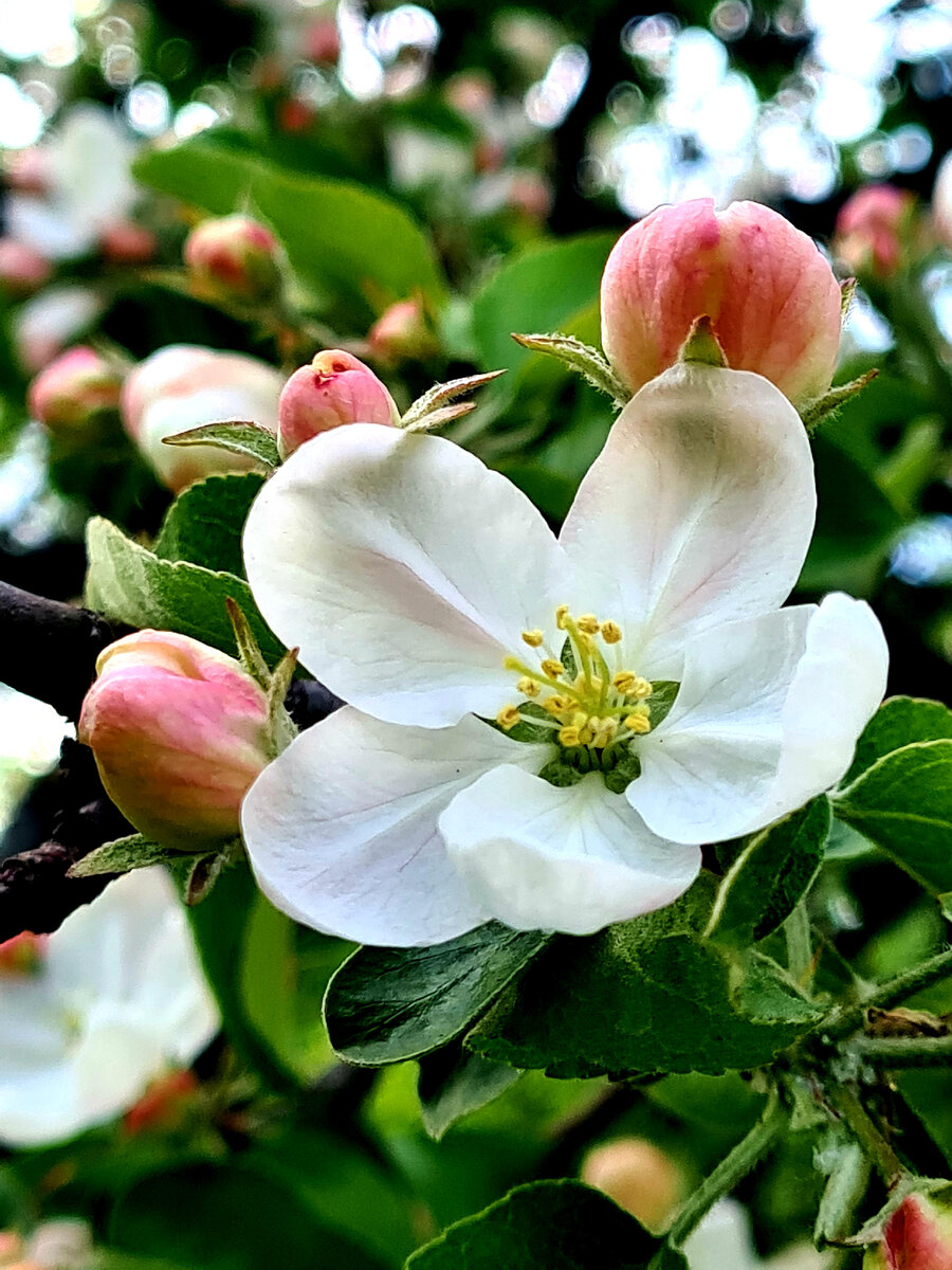 Яблоня. Фото автора. 