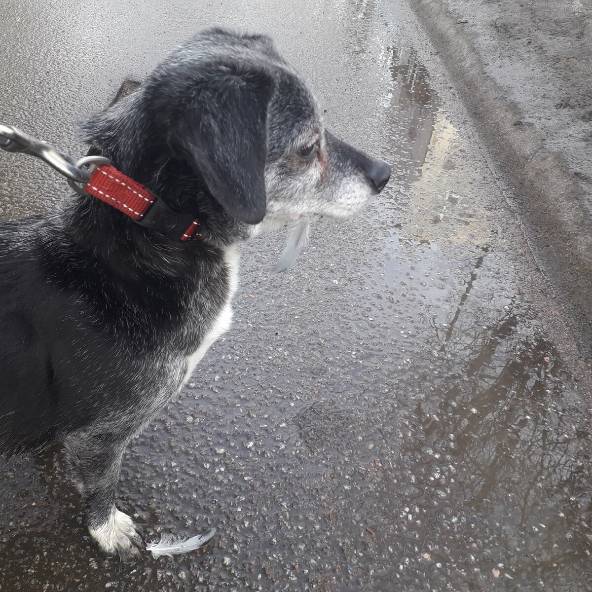 Юська-охотница)