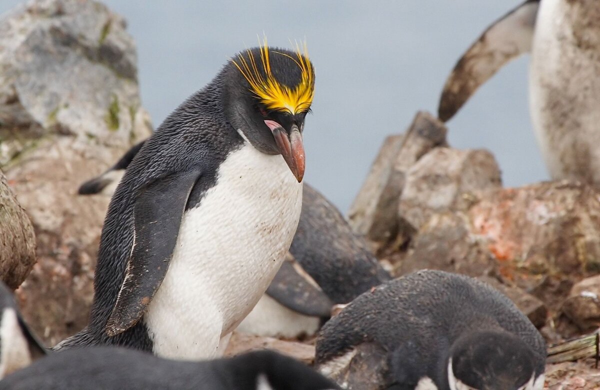 Какие красивые золотоволосые пингвины над глазами