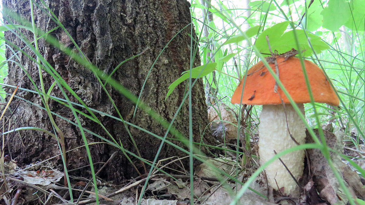 Подосиновик у осин. Подосиновик растет под. Подосиновик гриб. Подосиновик растет под. Подосиновик гриб.