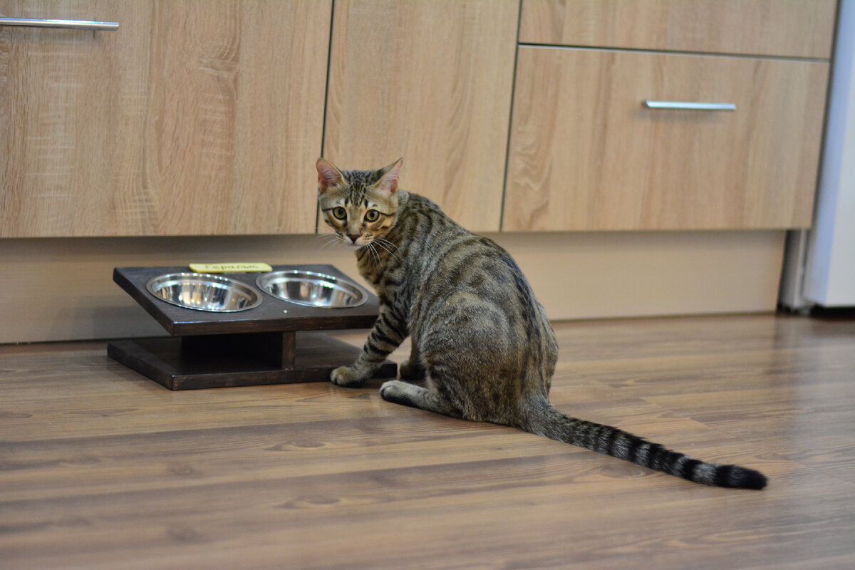 Геральд и Подставка для кошек и собак мелких пород с мисками 15 см, 450 мл