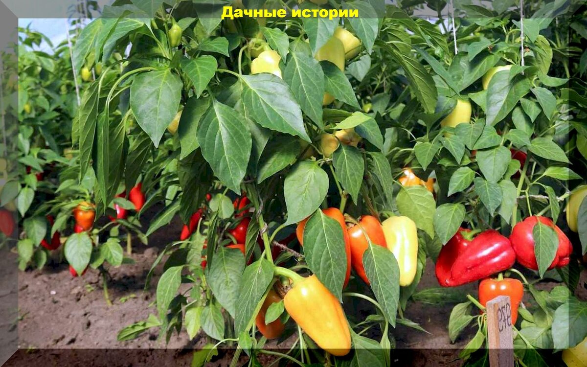 https://vk.com/photo-159774511_457254364