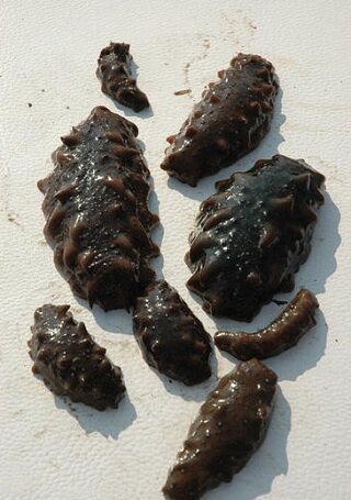 Трепанг (морской огурец). Мясо трепанга содержит белки, жиры, витамин В12, тиамин, рибофлавин, минеральные элементы, фосфор, магний, кальций, йод, железо, медь, марганец. Жир трепанга богат ненасыщенными жирными кислотами, фосфатидами. По составу минеральных веществ с трепангом не может сравниться ни один известный организм.