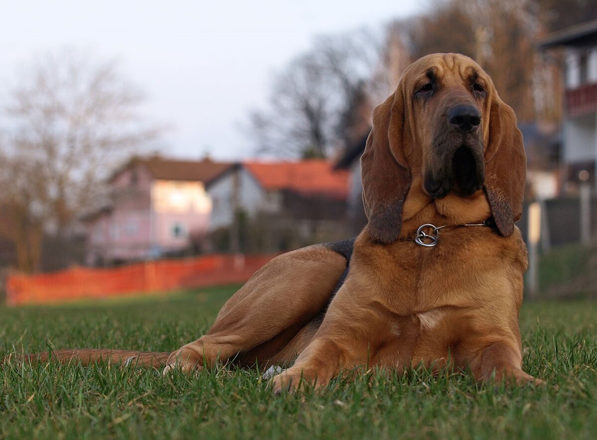 Bloodhound на русском. Бладхаунд щенок. Бельгийский бладхаунд. Фламандский бладхаунд.