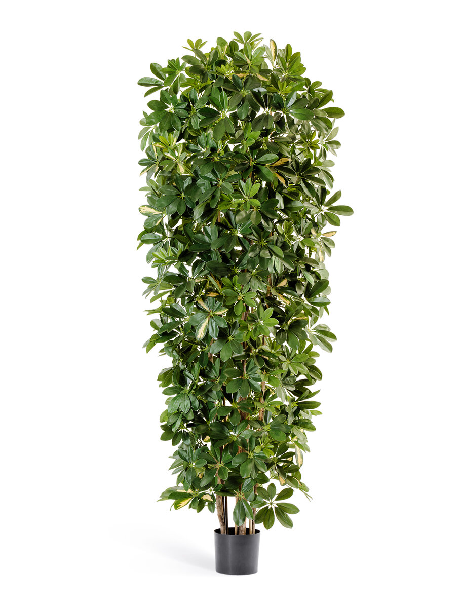 Шеффлеры Treez Collection