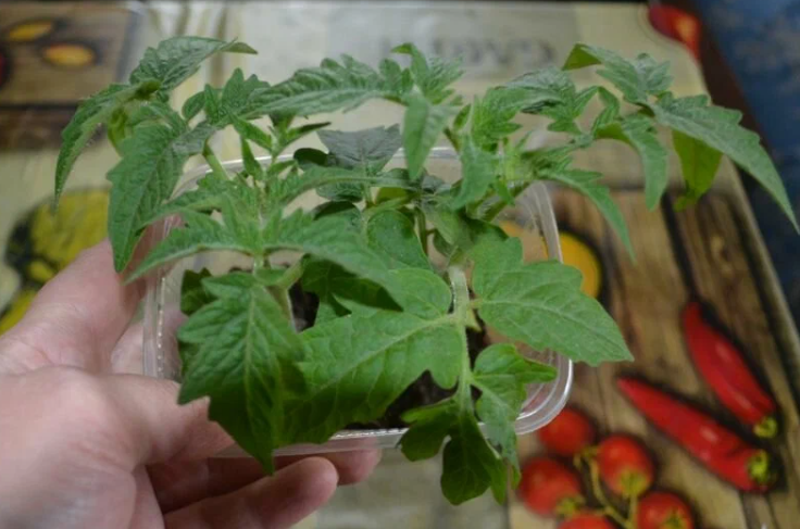 Добавьте описание