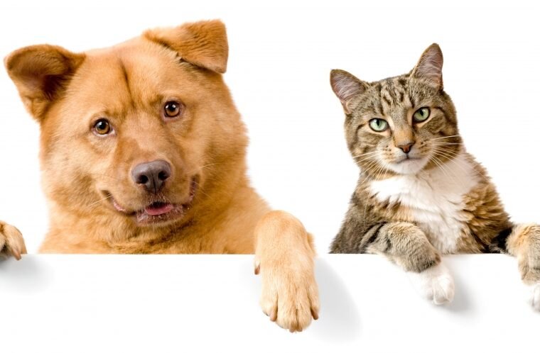 🐱🐶Почему кошки и собаки не любят друг друга