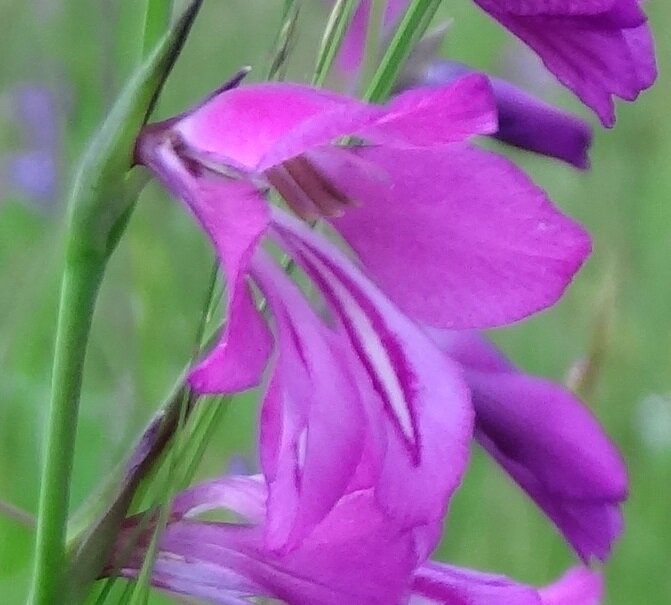 Гладиолус болотный