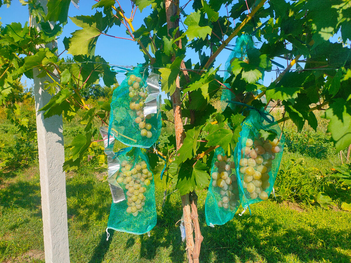 Виноград и тыквенный сок. Дни нашей жизни. | Девушка в зелёном саду🍎  Крым❤️ | Дзен