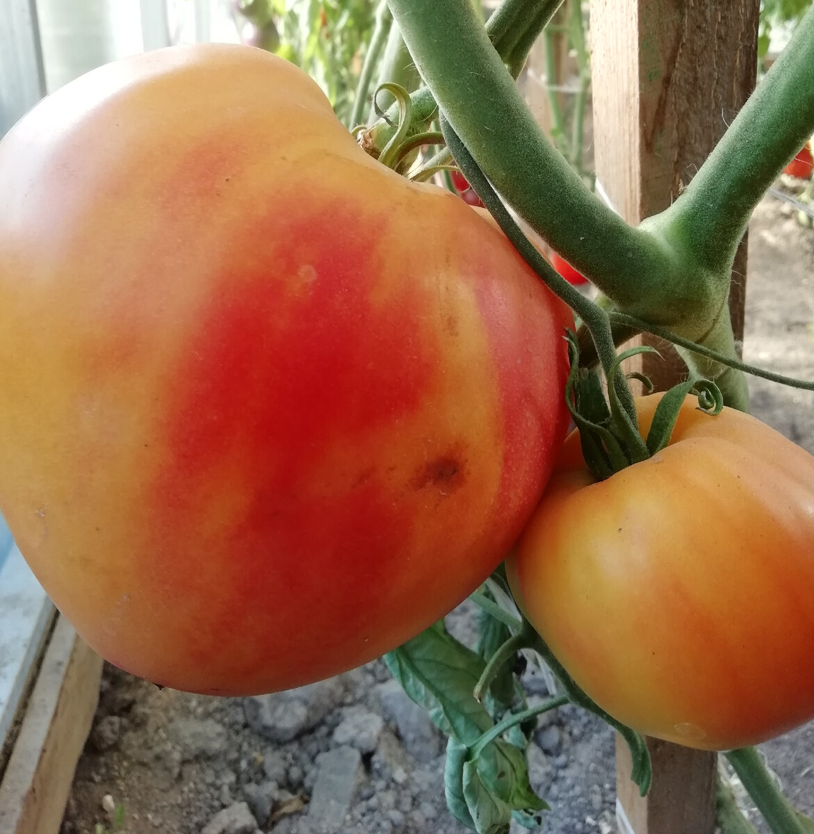 Томат полуночное солнце. Томат полуночное солнце фото. Томат сорт полуночное солнце. Томат midnight sun. Томат полночное солнце.