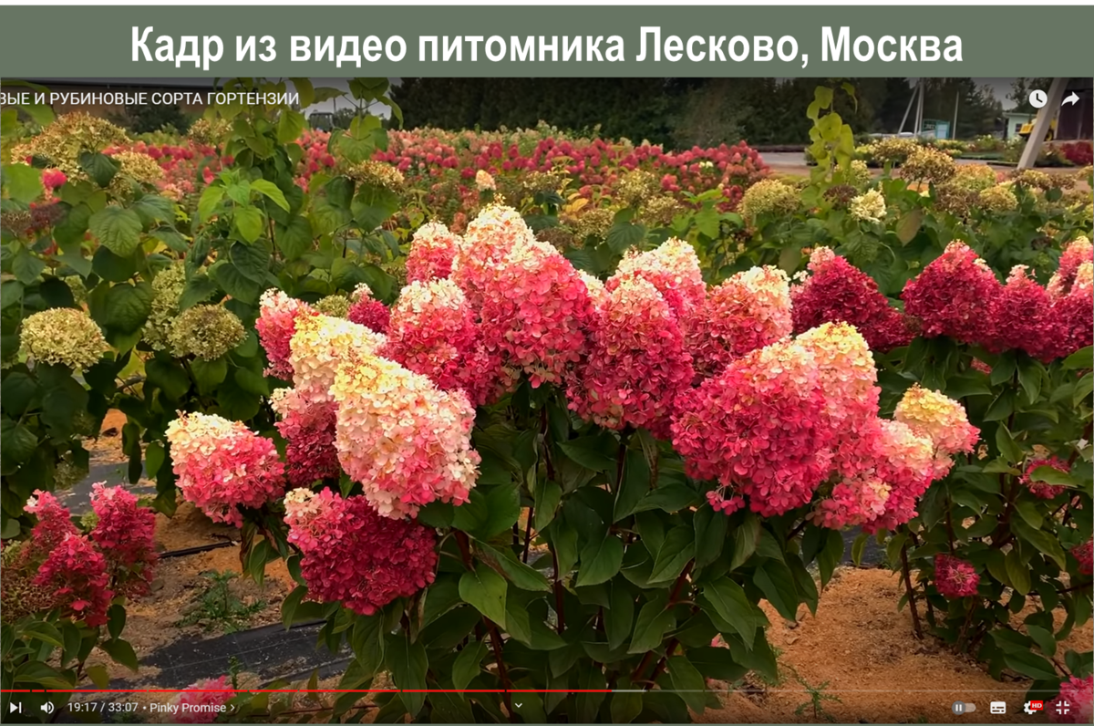 Гортензия метельчатая Pinky Promise (Пинки Промис) купить выгодно ✵ Сады-Эдема.р