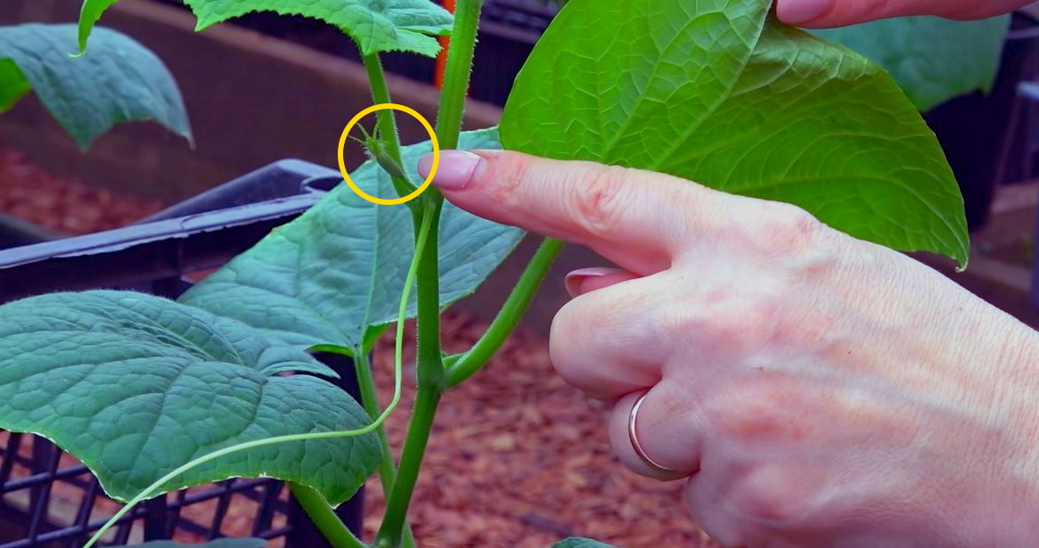 Прищипка огурцов