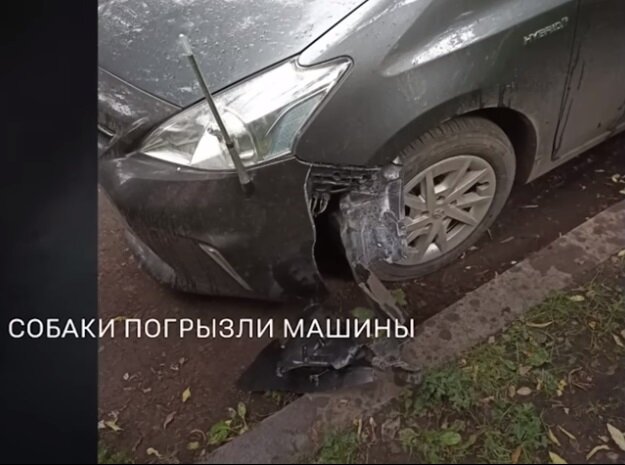 В мэрии города знают об этом случае , но не чего с собаками поделать не могут , не могут изолировать псов , собаки ведь не людей покусали а всего-то навсего припаркованные автомобили 