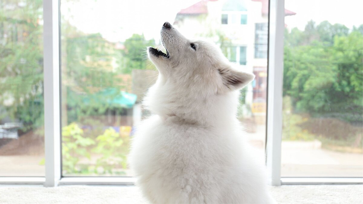 Нравится ли собакам слушать музыку и насколько они её понимают? | Dog  Breeds | Дзен
