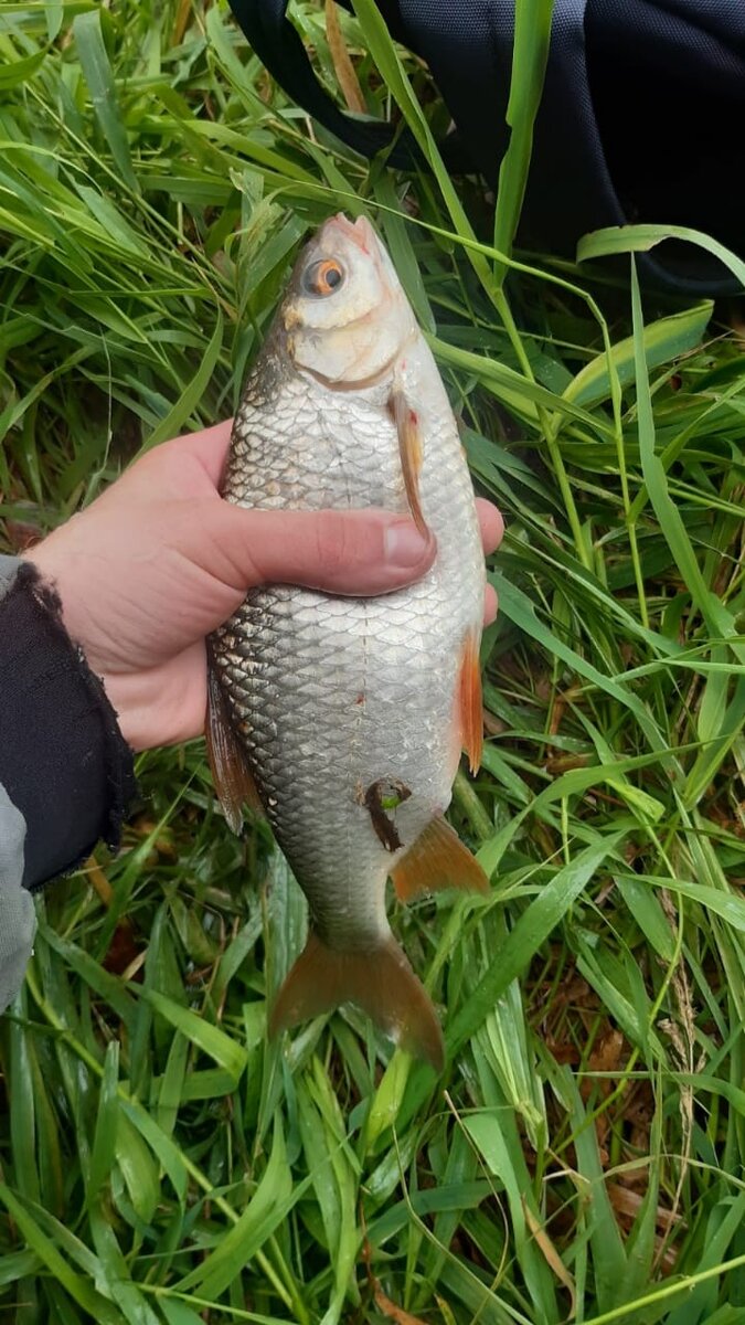 ( Плотва на боковой кивок на малой реке по весне 350 грамм) 