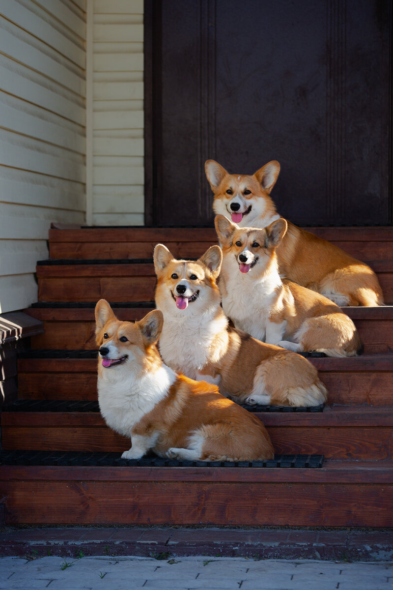 три поколения собак питомника "из Ксаро Честная игра"