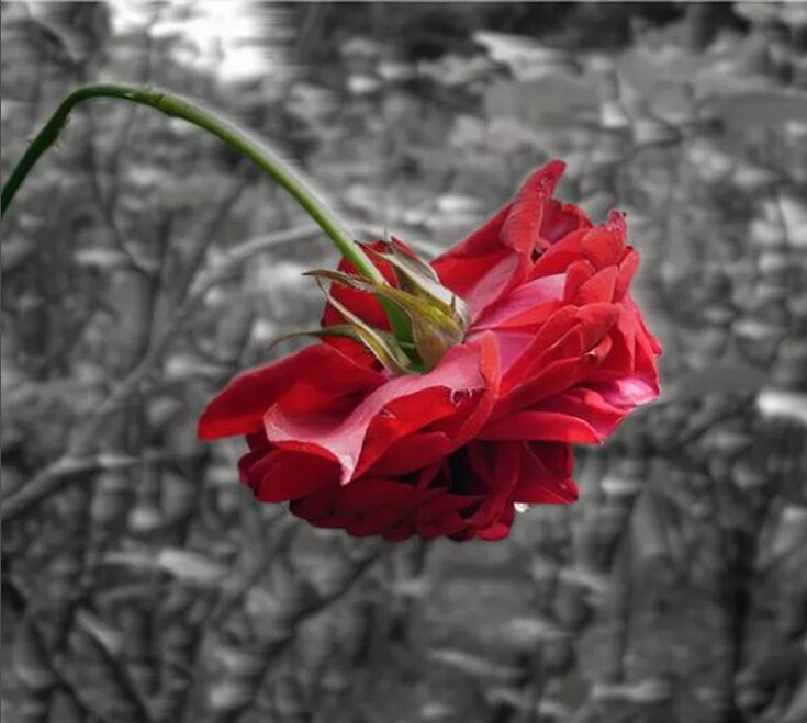 Яндекс.Картинки