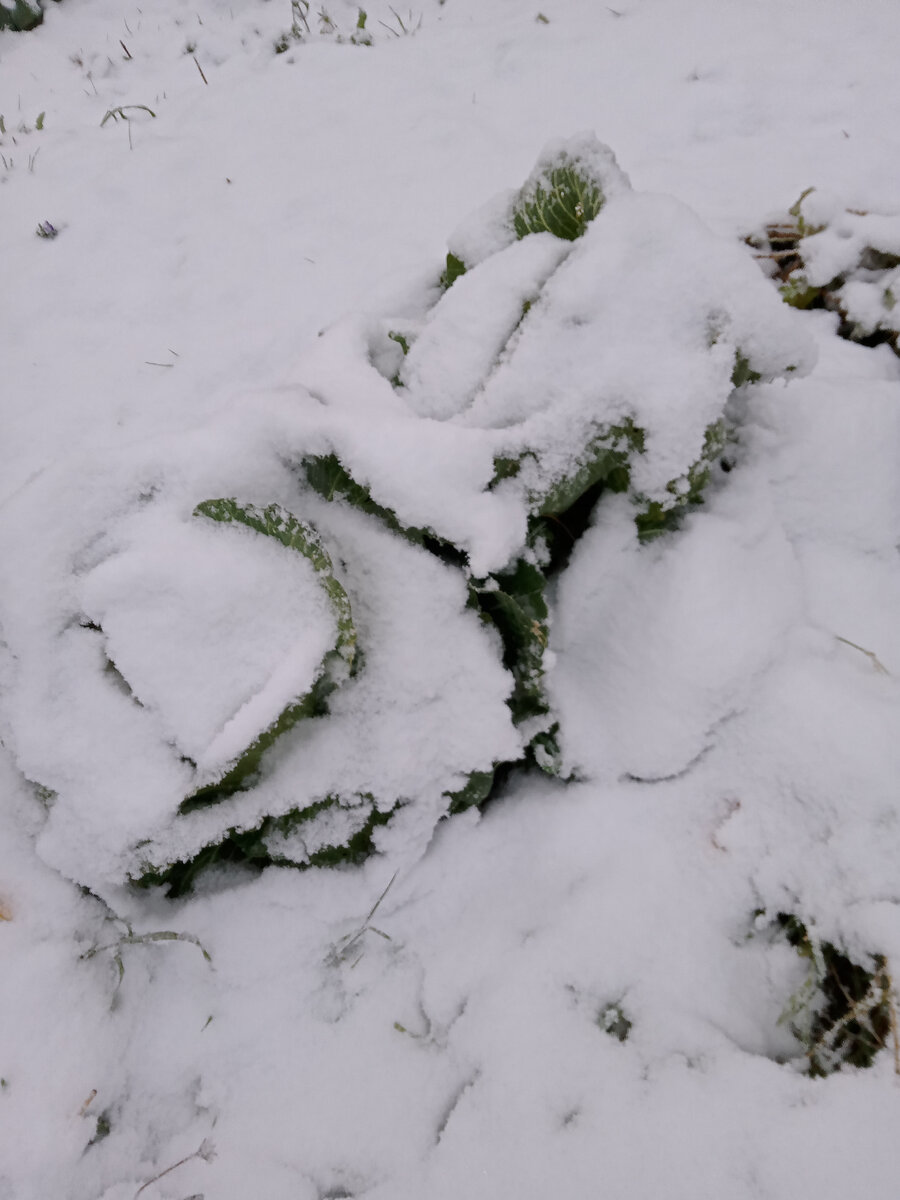 Капуста белокочанная, бело-бело и где-то там кочан.