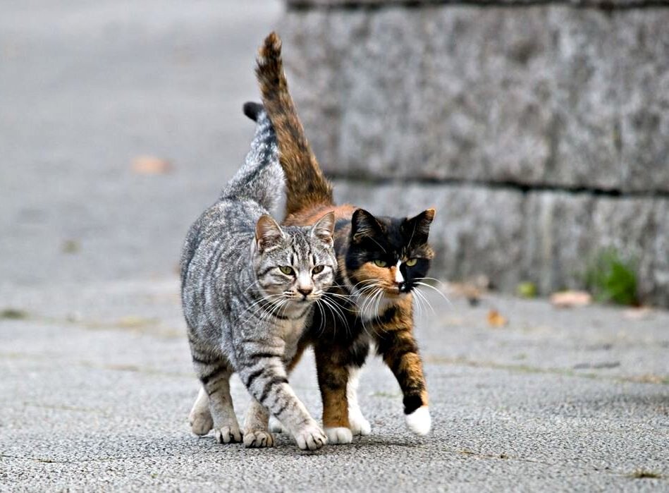 Фото из открытых источников