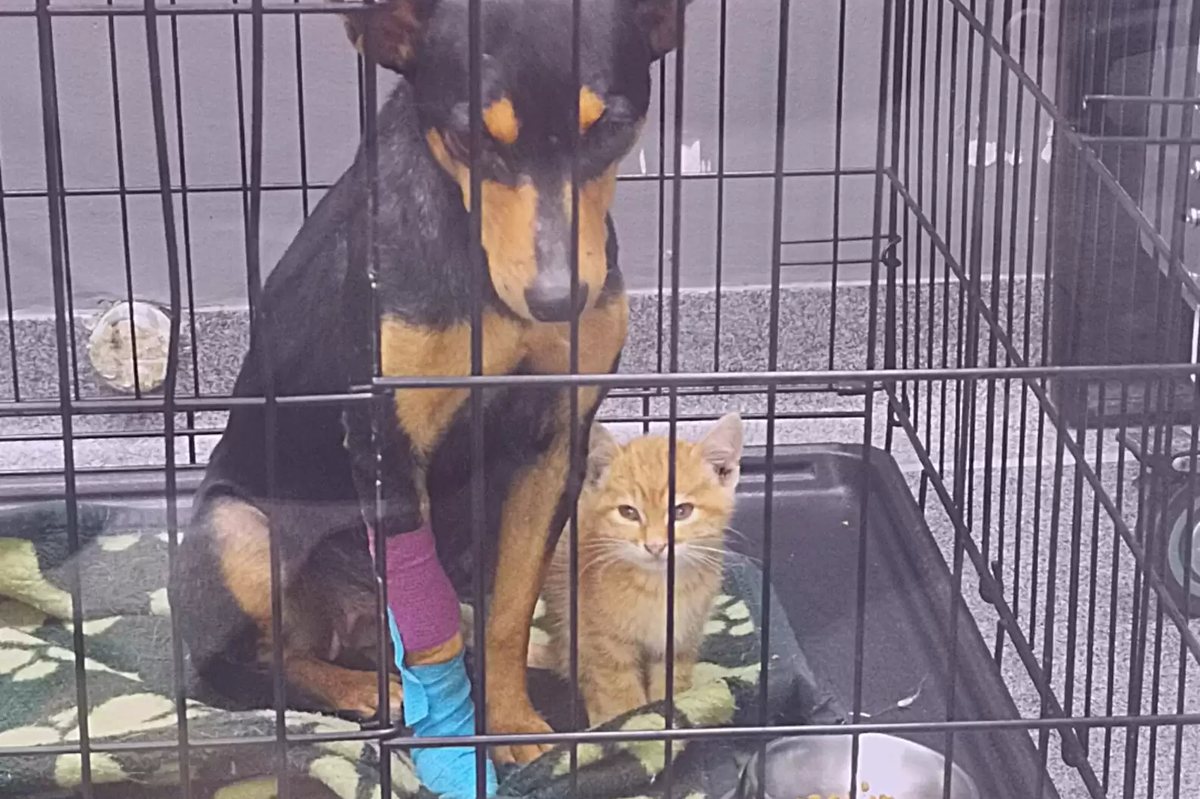     Котенок и собака познакомились в ветклинике и спасли друг другу жизнь