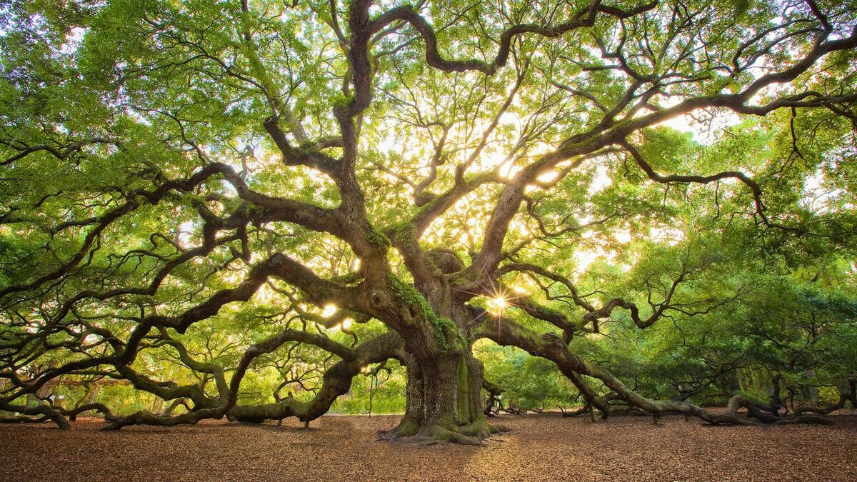 Дерево 1. Изображение из интернета