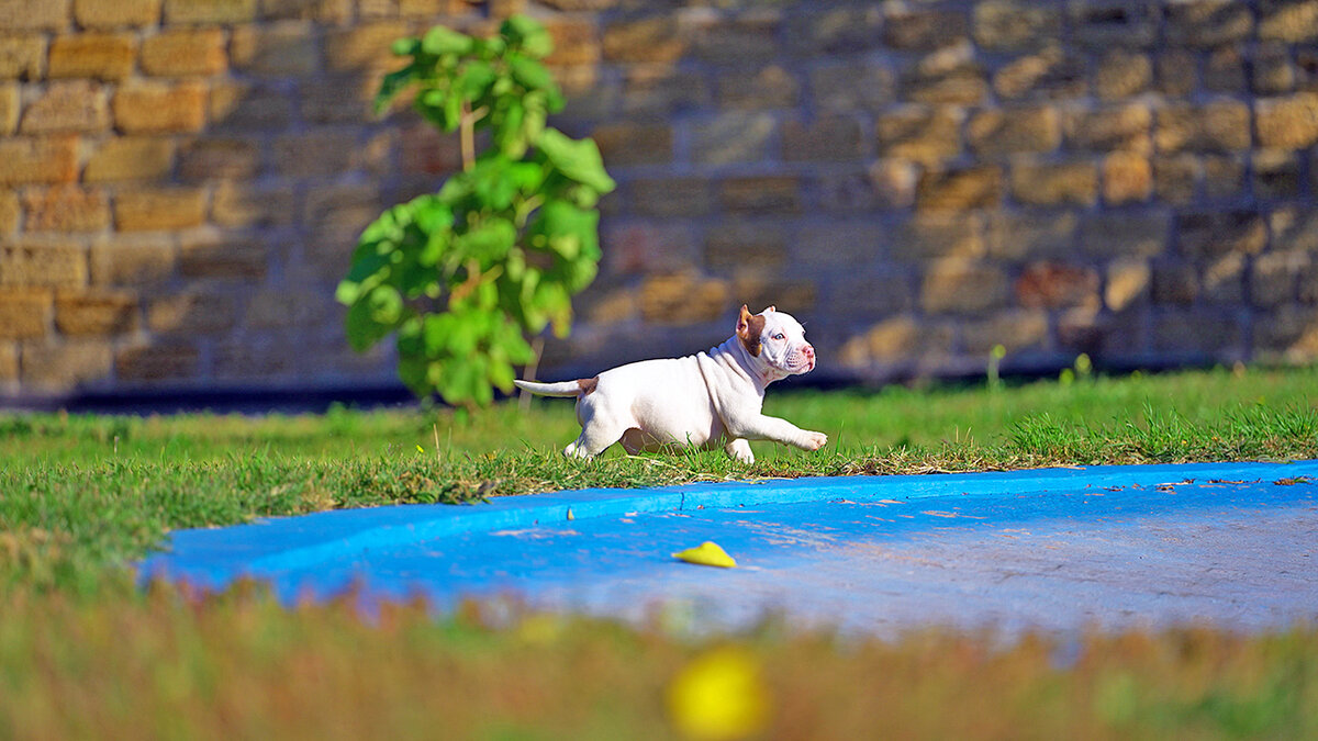 Мальчик 4 ищет хозяев