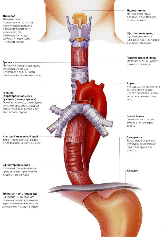 Пищевод фото человека схема