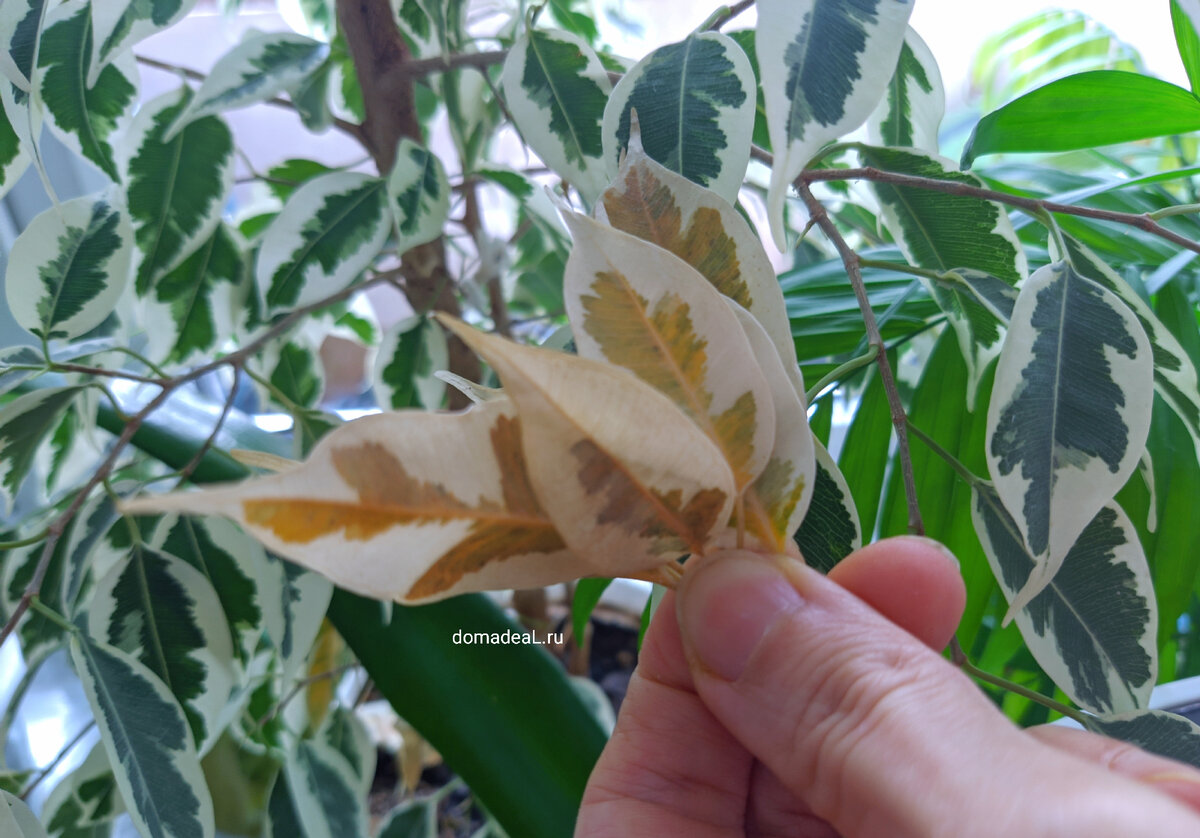 фикус иногда любит листопадить